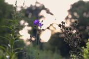 ../galleries/2015.08.02_Botanischer_Garten_mit_Christian/DSC_0738.thumbnail.jpg