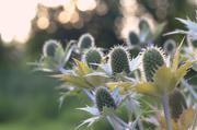 ../galleries/2015.08.02_Botanischer_Garten_mit_Christian/DSC_0745.thumbnail.jpg