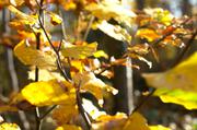 ../galleries/2015.10.27_Herbst_im_Wald/DSC_1960.thumbnail.jpg