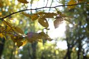 ../galleries/2015.10.27_Herbst_im_Wald/DSC_1986.thumbnail.jpg