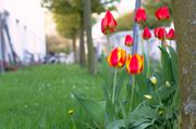 ../galleries/2016.04.16_Mehr_Fruehling/DSC_4655.thumbnail.jpg