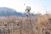 ../galleries/2019.01.20_Experimenteller_Botanischer_Garten/DSC_0527.thumbnail.jpg