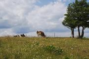 ../galleries/2019.07.12_Wandern_in_Biel_-_Tag_3/DSC_1669.thumbnail.jpg