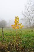 ../galleries/2019.11.10_Roronger_Berg_im_Nebel_mit_Annika/DSC_2839.thumbnail.jpg