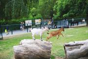 ../galleries/2020.06.03_Opel_Zoo_Kronberg/DSC_5393.thumbnail.jpg