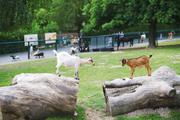 ../galleries/2020.06.03_Opel_Zoo_Kronberg/DSC_5400.thumbnail.jpg