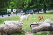 ../galleries/2020.06.03_Opel_Zoo_Kronberg/DSC_5402.thumbnail.jpg