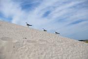 ../galleries/2020.06.21_Urlaub_Amrum_-_Tag_3/DSC_5968.thumbnail.jpg