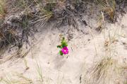 ../galleries/2020.06.27_Urlaub_Amrum_-_Tag_9/DSC_6706.thumbnail.jpg