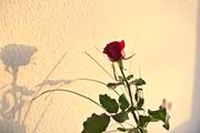 ../galleries/2020.12.16_Rose/DSC_8757.thumbnail.jpg