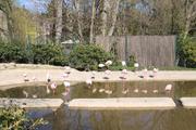../galleries/2021.04.02_Ostern_in_Niedernhausen_-_Tag_1_-_Opel-Zoo/DSC_9920.thumbnail.jpg