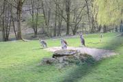 ../galleries/2021.04.02_Ostern_in_Niedernhausen_-_Tag_1_-_Opel-Zoo/DSC_9935.thumbnail.jpg