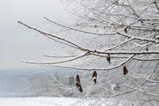 ../galleries/2021.12.11_Spaziergang_Aalbäumle_im_Schnee/DSC_2298.thumbnail.jpg