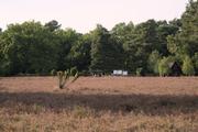 ../galleries/2022.09.04_Urlaub_Amrum_-_Tag_2_-_Spaziergang_Heide/DSC_4190.thumbnail.jpg