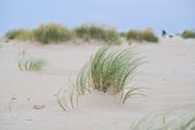 ../galleries/2022.09.08_Urlaub_Amrum_-_Tag_6_-_Wittdün/DSC_4418.thumbnail.jpg