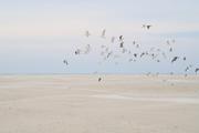 ../galleries/2022.09.08_Urlaub_Amrum_-_Tag_6_-_Wittdün/DSC_4427.thumbnail.jpg