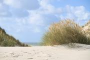 ../galleries/2022.09.15_Urlaub_Amrum_-_Tag_13_-_Dünenwanderweg/DSC_4771.thumbnail.jpg