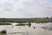 ../galleries/2022.10.19_Urlaub_Mallorca_-_Tag_5_-_Parc_Natural_de_s_Albufera_de_Mallorca/DSC_5118.thumbnail.jpg