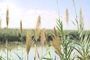 ../galleries/2022.10.19_Urlaub_Mallorca_-_Tag_5_-_Parc_Natural_de_s_Albufera_de_Mallorca/DSC_5133.thumbnail.jpg