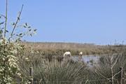 ../galleries/2022.10.19_Urlaub_Mallorca_-_Tag_5_-_Parc_Natural_de_s_Albufera_de_Mallorca/DSC_5143.thumbnail.jpg