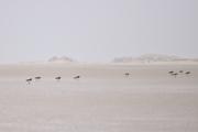 ../galleries/2024.03.13_Urlaub_Amrum_-_Tag_4_-_Quermarkenfeuer/DSC_0950.thumbnail.jpg